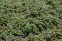 Thymus praecox  var. pseudolanuginosus - La Pépinière d'Agnens
