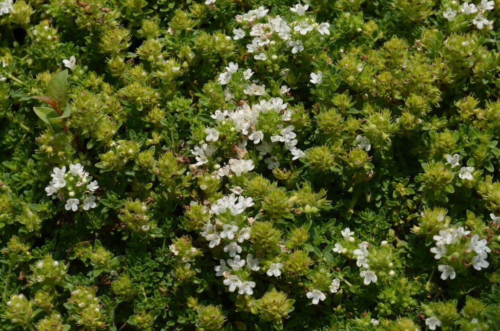 Thymus praecox 'Albiflorus' - La Pépinière d'Agnens