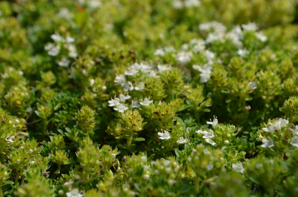 Thymus praecox 'Albiflorus' - La Pépinière d'Agnens