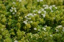 Thymus praecox 'Albiflorus' - La Pépinière d'Agnens