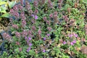 Thymus praecox 'Coccineus' - La Pépinière d'Agnens