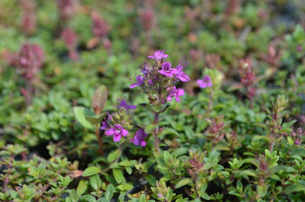 Thymus praecox 'Coccineus' - La Pépinière d'Agnens