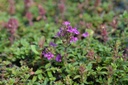 Thymus praecox 'Coccineus' - La Pépinière d'Agnens