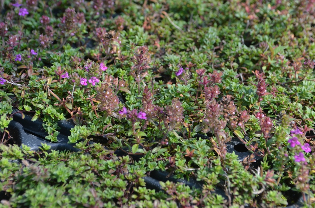 Thymus praecox 'Coccineus' - La Pépinière d'Agnens
