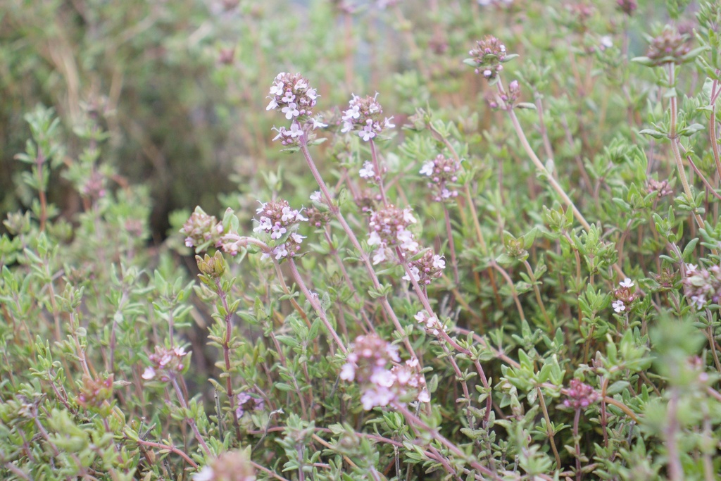 Thymus vulgaris 'German Winter' - La Pépinière d'Agnens
