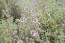 Thymus vulgaris 'German Winter' - La Pépinière d'Agnens