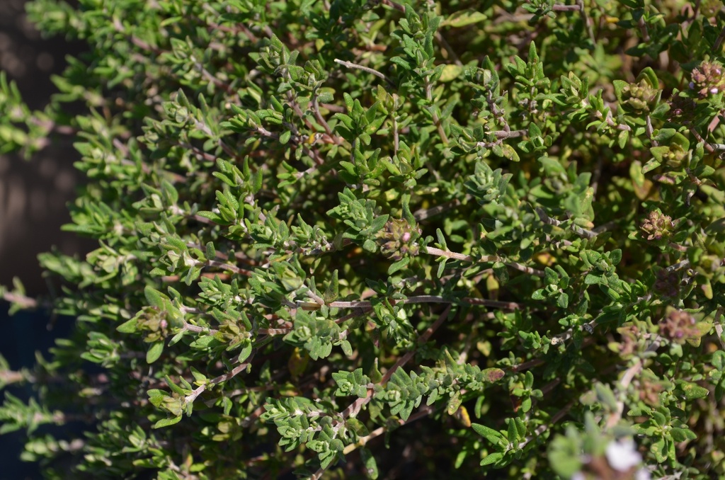 Thymus vulgaris 'German Winter' - La Pépinière d'Agnens