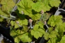 Tiarella cordifolia - La Pépinière d'Agnens