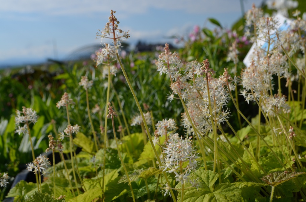 Tiarella cordifolia - La Pépinière d'Agnens