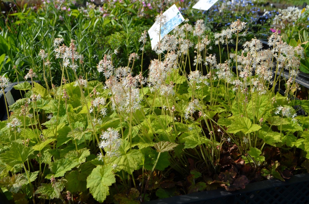 Tiarella cordifolia - La Pépinière d'Agnens