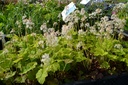Tiarella cordifolia - La Pépinière d'Agnens