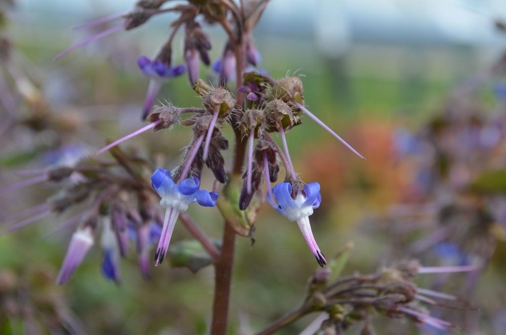Trachystemon orientalis - La Pépinière d'Agnens