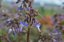 Trachystemon orientalis - La Pépinière d'Agnens