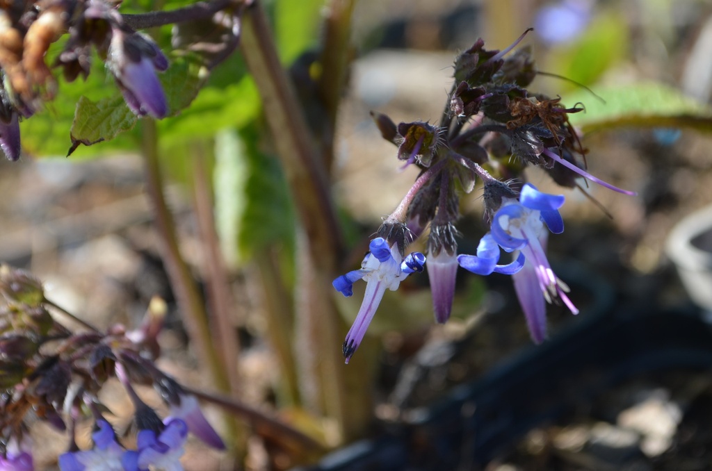 Trachystemon orientalis - La Pépinière d'Agnens