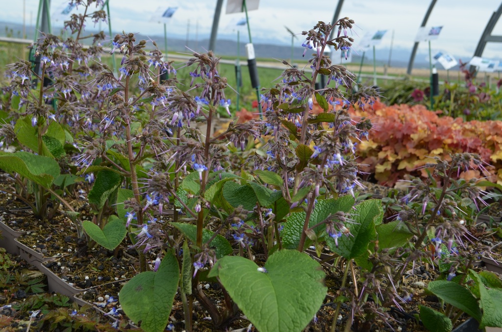 Trachystemon orientalis - La Pépinière d'Agnens
