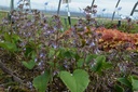 Trachystemon orientalis - La Pépinière d'Agnens