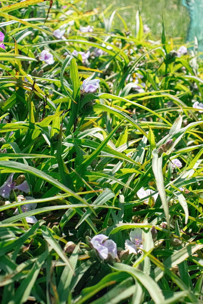 Tradescantia andersoniana (x) 'Bilberry Ice' - La Pépinière d'Agnens