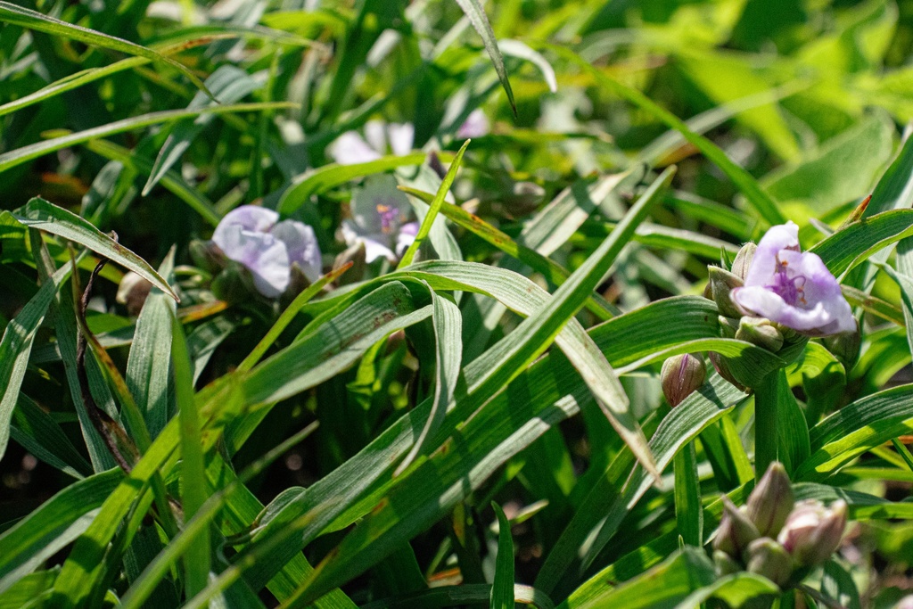 Tradescantia andersoniana (x) 'Bilberry Ice' - La Pépinière d'Agnens