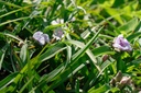 Tradescantia andersoniana (x) 'Bilberry Ice' - La Pépinière d'Agnens