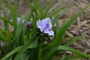Tradescantia andersoniana (x) 'Bilberry Ice' - La Pépinière d'Agnens
