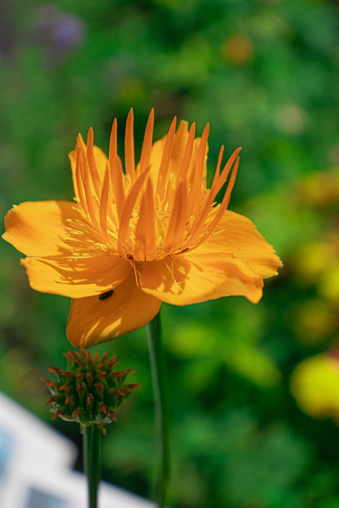 Trollius chinensis 'Golden Queen' - La Pépinière d'Agnens