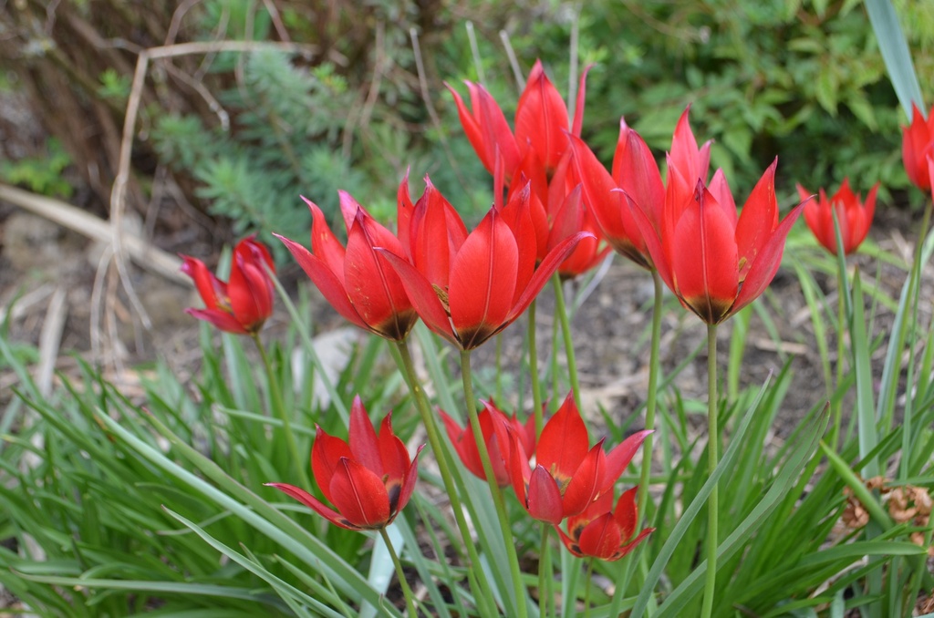 Tulipa botanique linifolia - La Pépinière d'Agnens