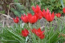 Tulipa botanique linifolia - La Pépinière d'Agnens