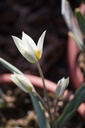 Tulipa botanique turkestanica - La Pépinière d'Agnens