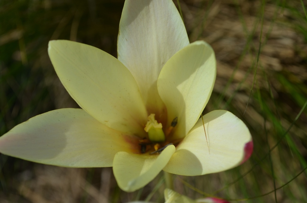 Tulipa clusiana 'Cynthia' - La Pépinière d'Agnens
