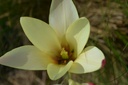 Tulipa clusiana 'Cynthia' - La Pépinière d'Agnens