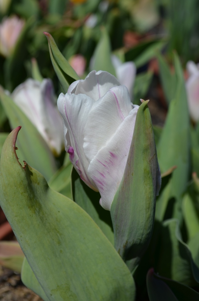 Tulipa simple hâtive 'Flaming Prince' - La Pépinière d'Agnens