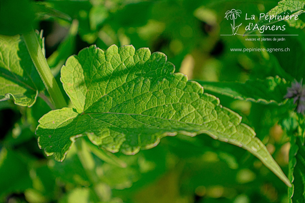 Agastache rugosa - La Pépinière D'agnens