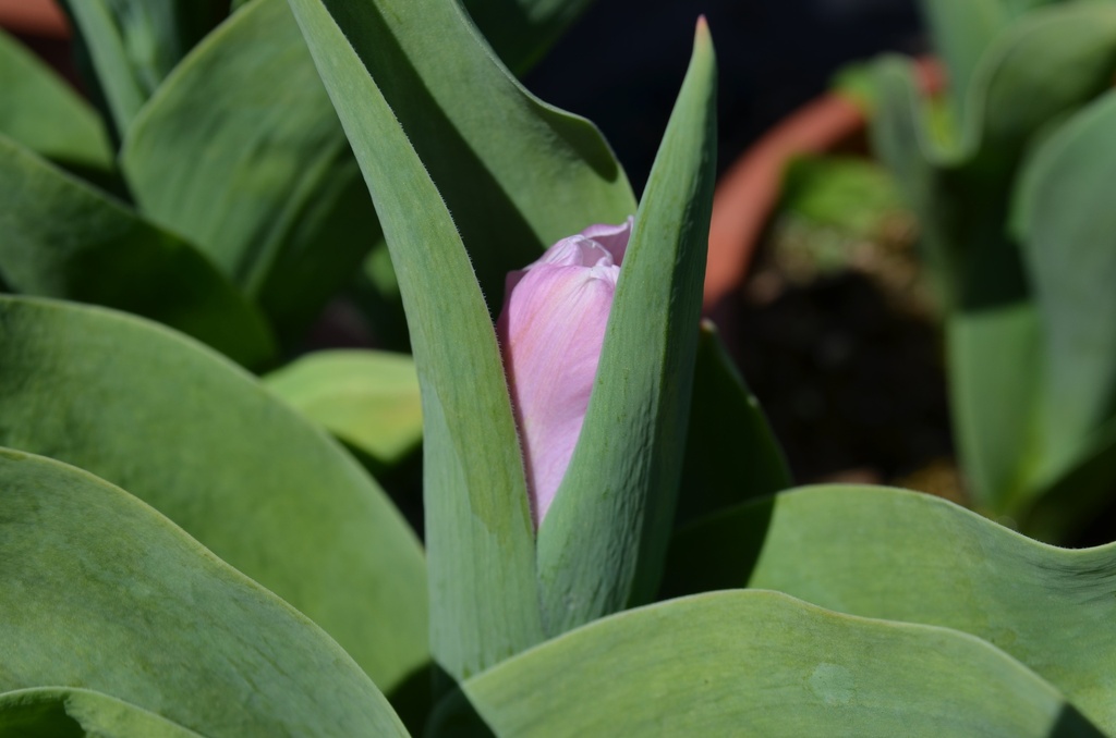 Tulipa simple hâtive 'Flaming Prince' - La Pépinière d'Agnens