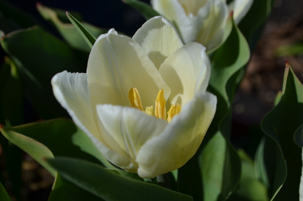 Tulipa simple hâtive 'White Prince' - La Pépinière d'Agnens
