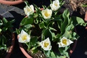 Tulipa simple hâtive 'White Prince' - La Pépinière d'Agnens
