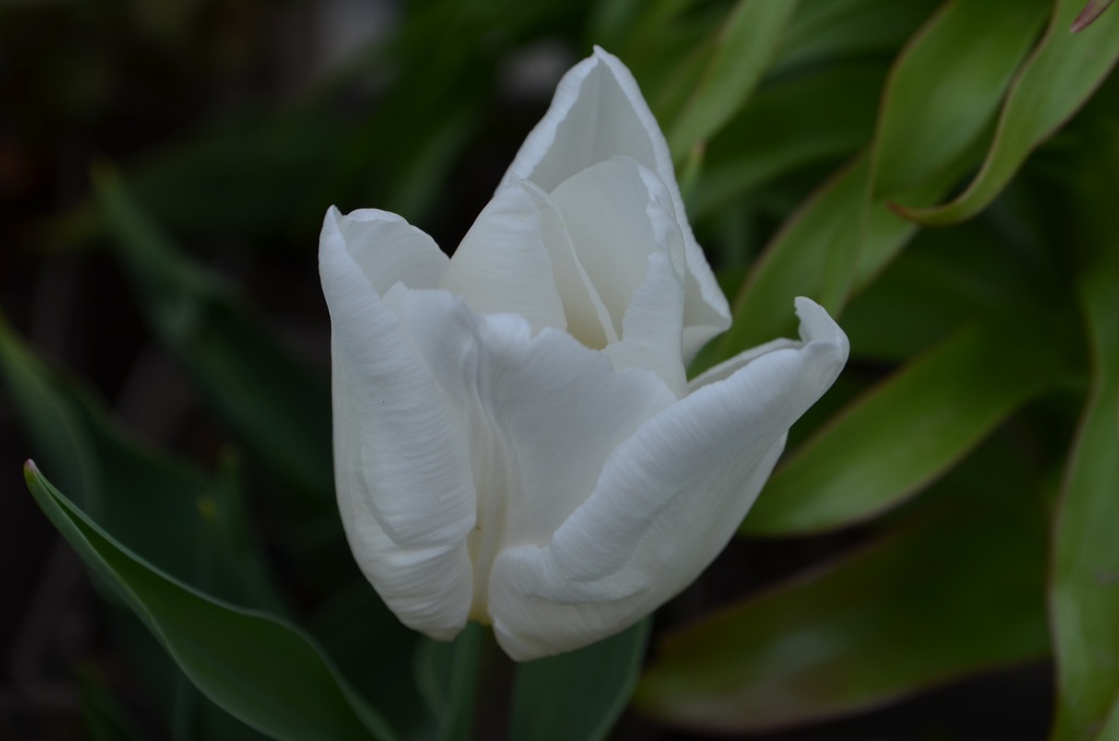 Tulipa simple hâtive 'White Prince' - La Pépinière d'Agnens