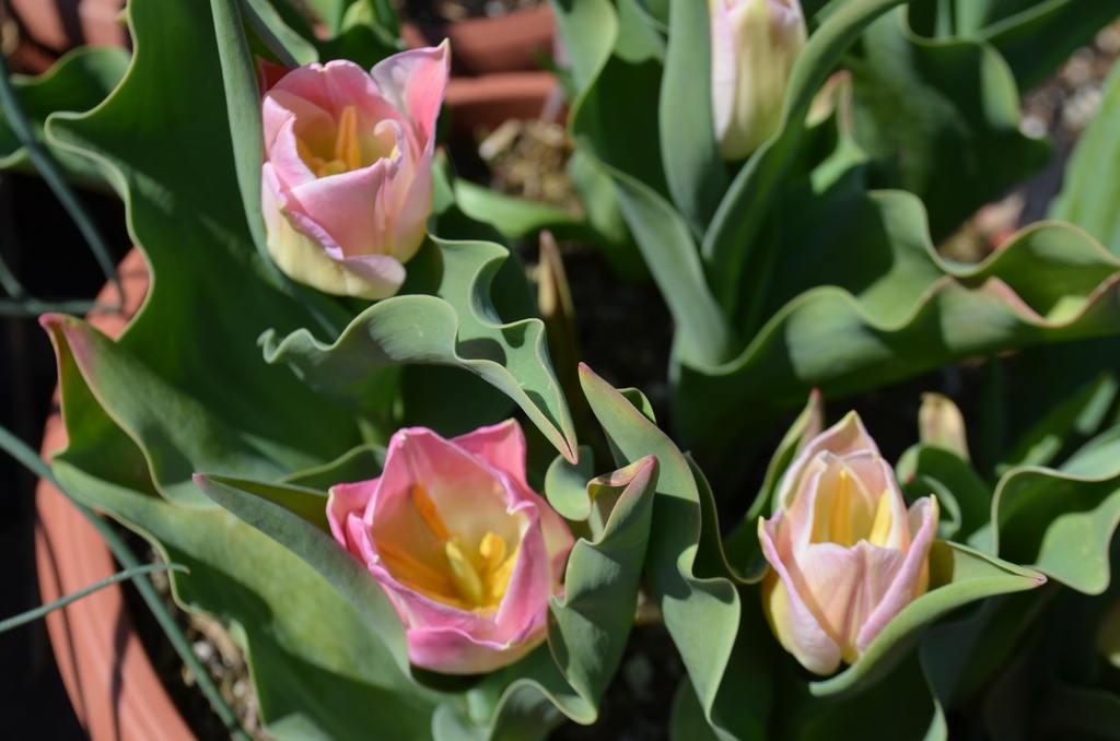 Tulipa triomphe ' - La Pépinière d'Agnens