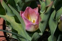 Tulipa triomphe 'Dynasty' - La Pépinière d'Agnens