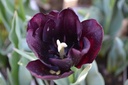 Tulipa triomphe 'Paul Scherer' - La Pépinière d'Agnens