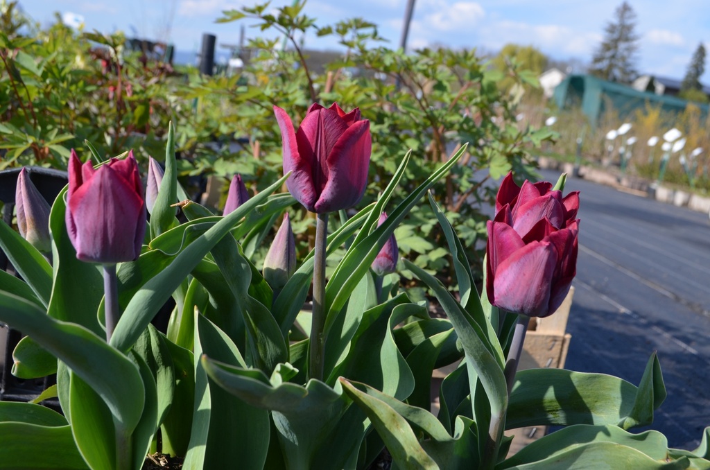 Tulipa triomphe 'Ronaldo' - La Pépinière d'Agnens