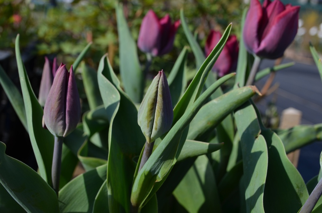 Tulipa triomphe 'Ronaldo' - La Pépinière d'Agnens