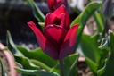 Tulipa triomphe 'Ronaldo' - La Pépinière d'Agnens