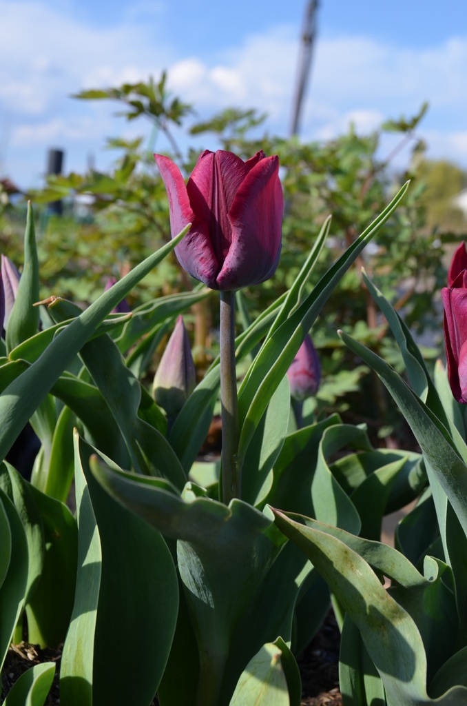 Tulipa triomphe 'Ronaldo' - La Pépinière d'Agnens