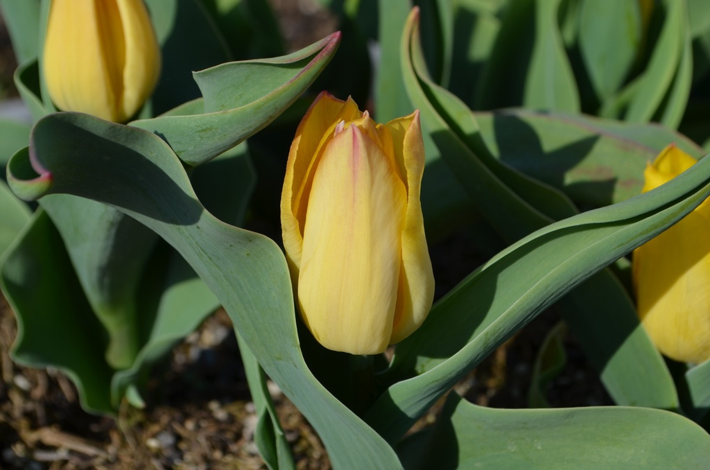 Tulipa triomphe 'Strong Gold' - La Pépinière d'Agnens