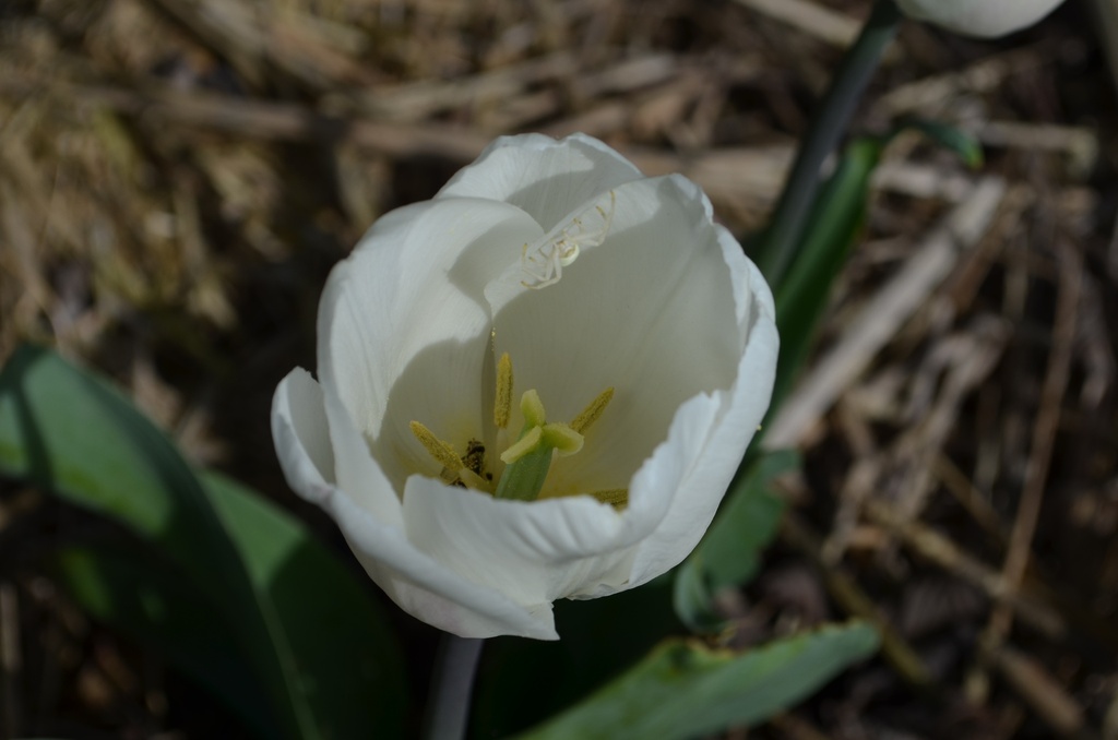 Tulipa triomphe 'White Marvel' - La Pépinière d'Agnens