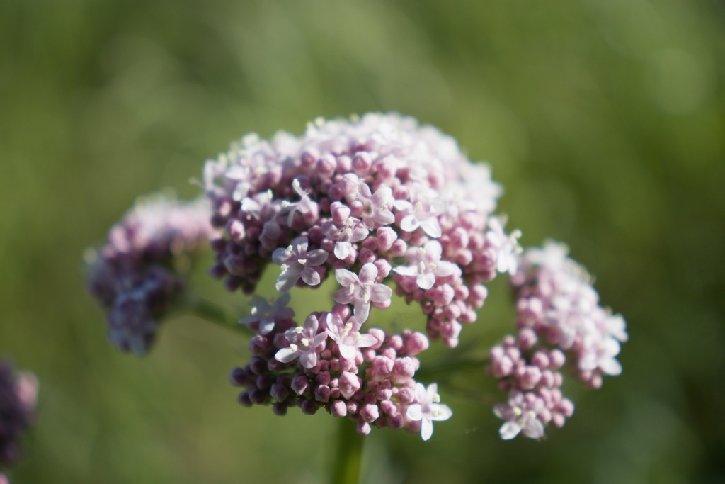 Valeriana officinalis - La Pépinière d'Agnens