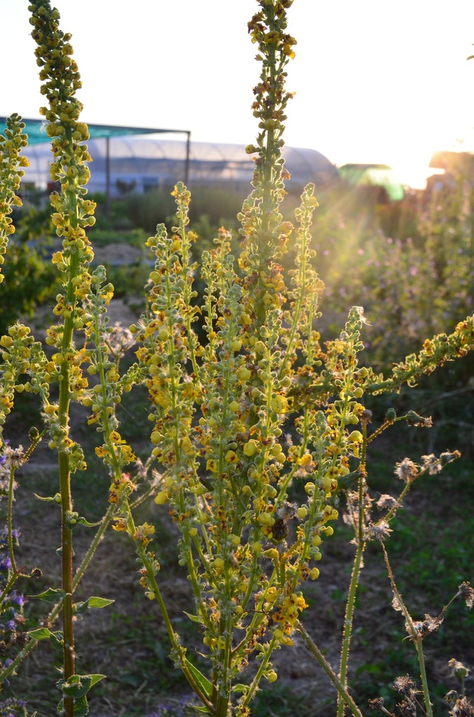 Verbascum nigrum - La Pépinière d'Agnens
