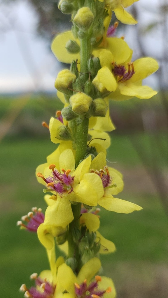 Verbascum nigrum - La Pépinière d'Agnens