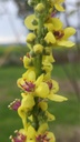 Verbascum nigrum - La Pépinière d'Agnens