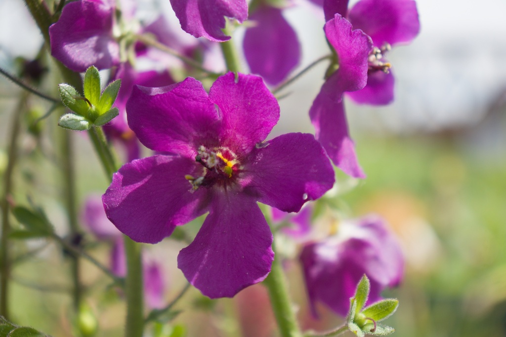 Verbascum phoeniceum 'Violetta' - La Pépinière d'Agnens